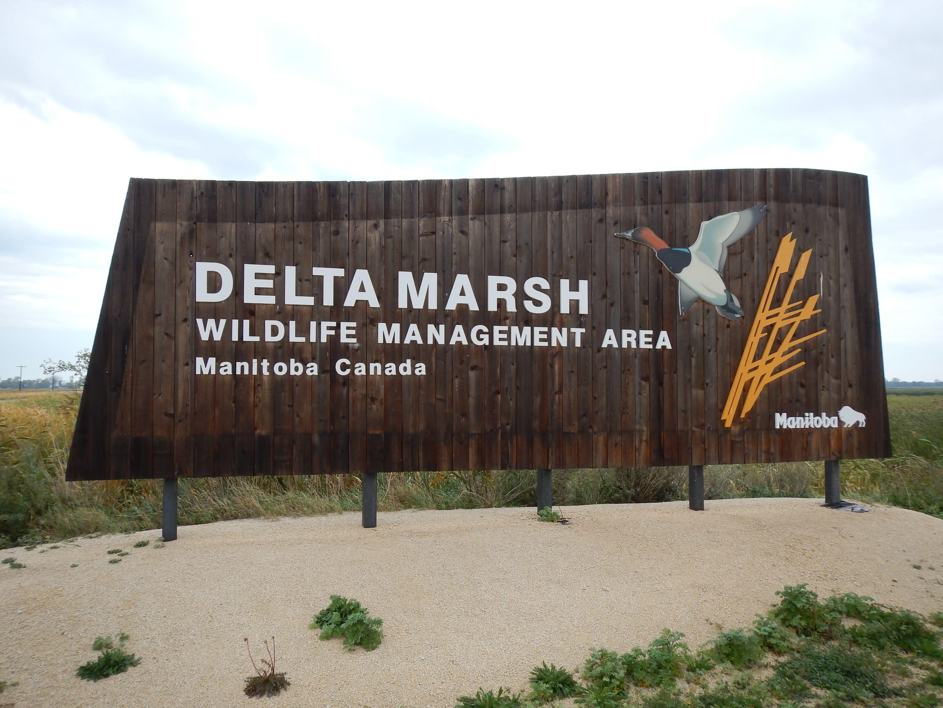 Wooden sign welcoming visitors to the Delta Marsh Wildlife Management Area featuring an image of a duck in flight.