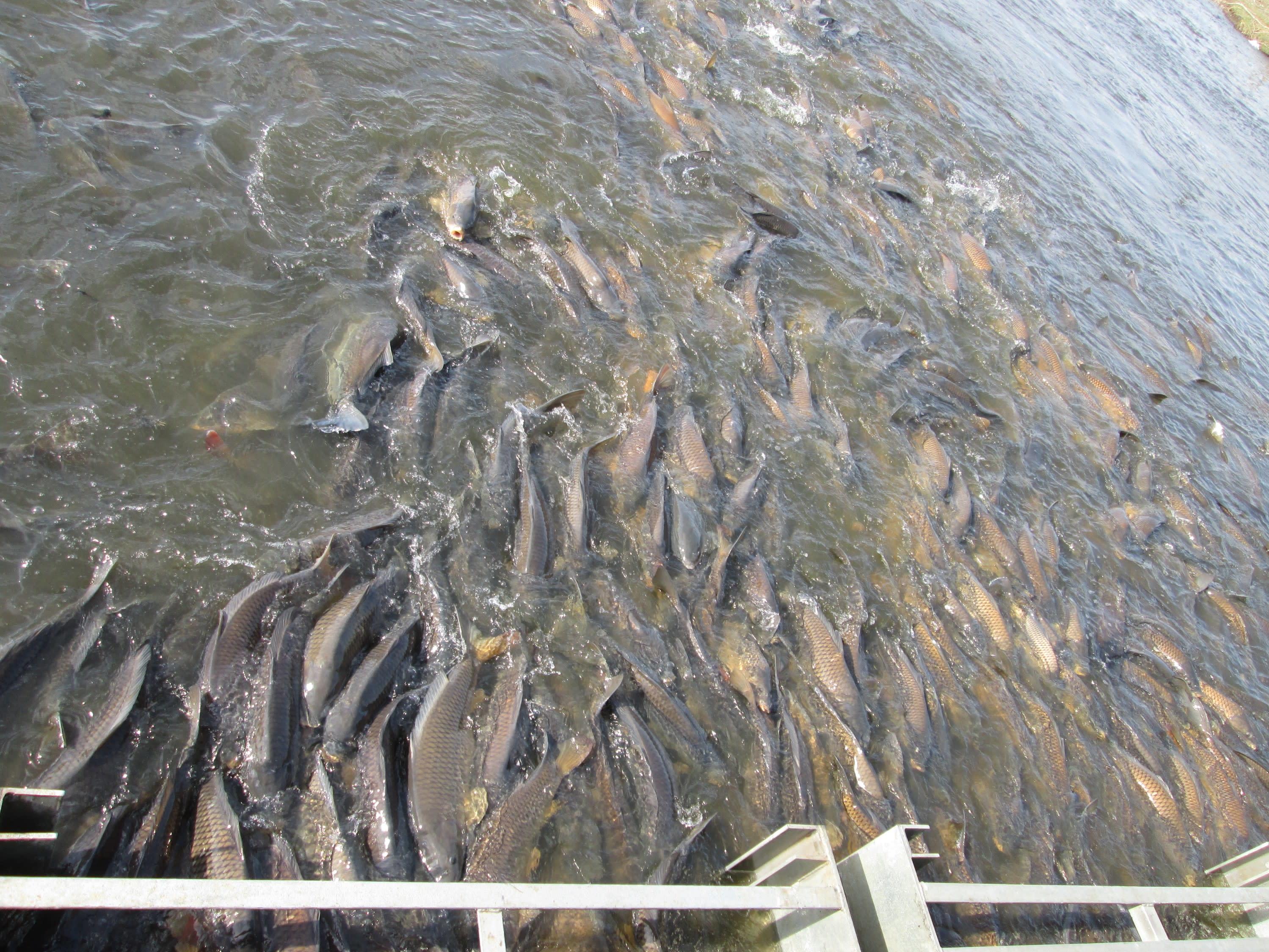 Many gray fish gather along the edges of a metal barricade in the water