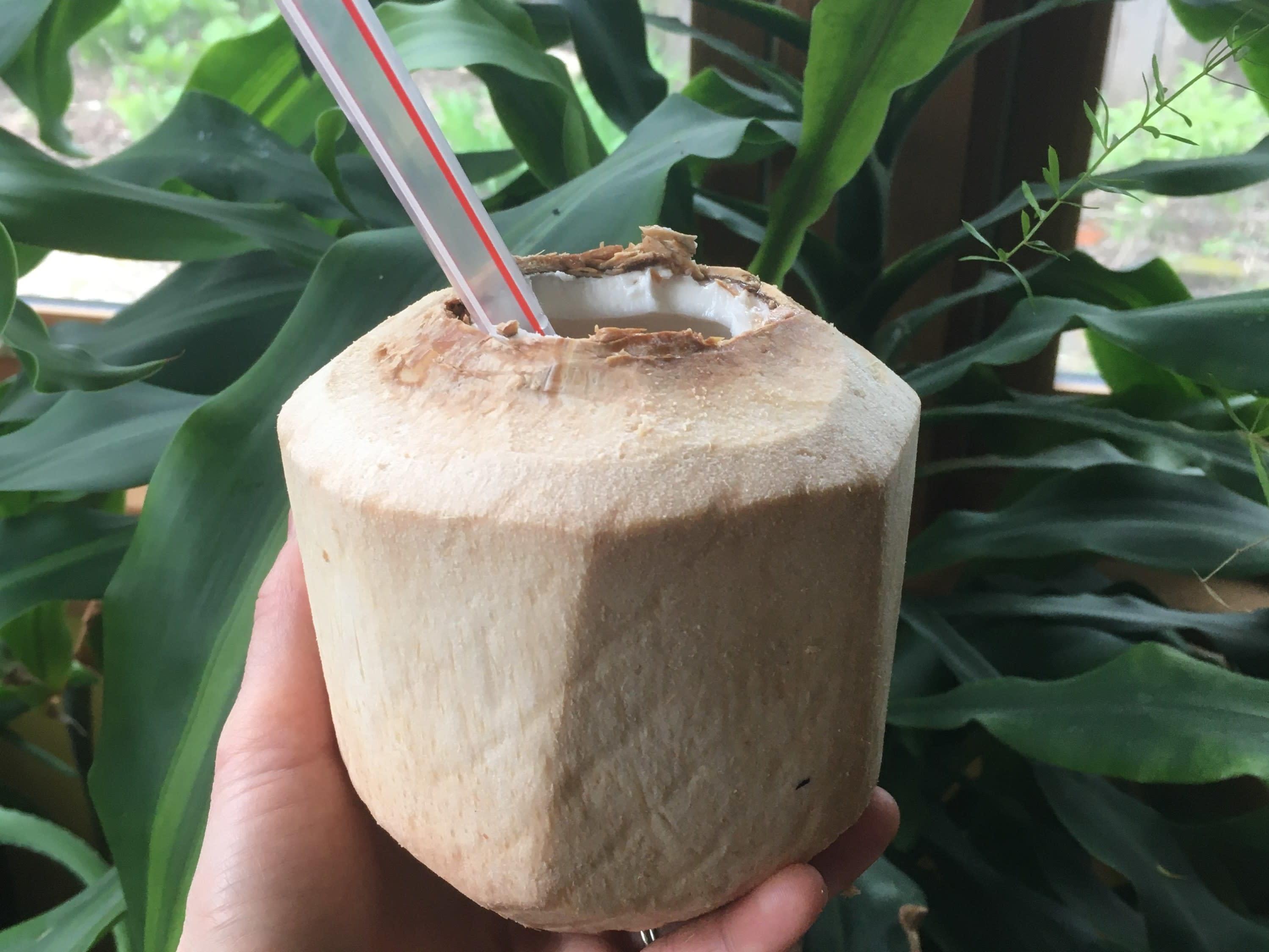 drinking coconut