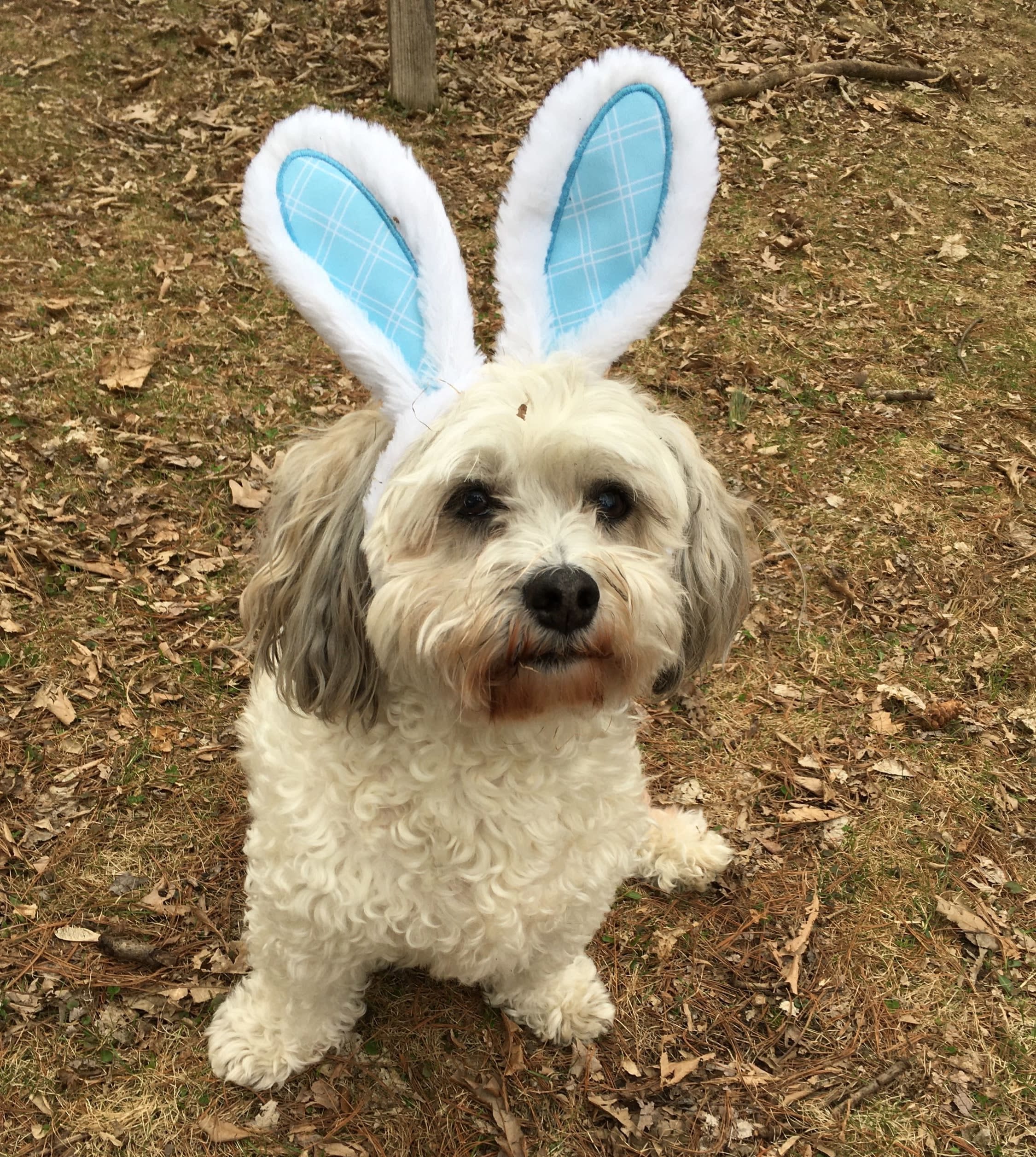 doggo in sprint finery