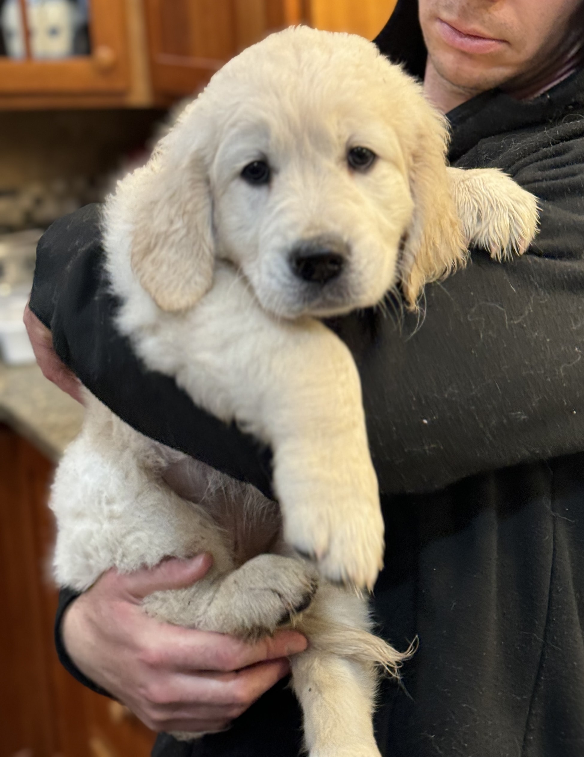 English Cream Golden Retriever Puppies