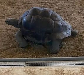 Foot friendly drainage grates