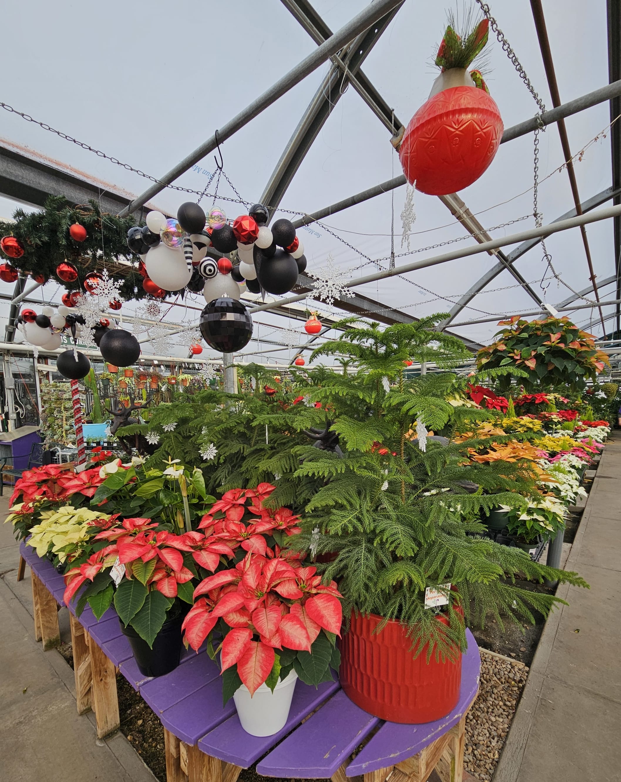 festive scenes in the flower bin greenhouse