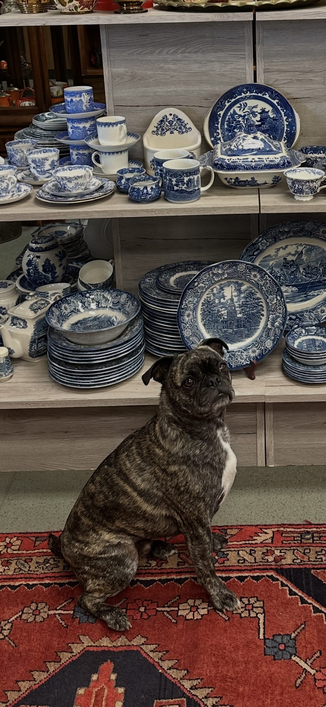 Duke sitting in front of shelves filled with blue and white china dishes at LA Vintage