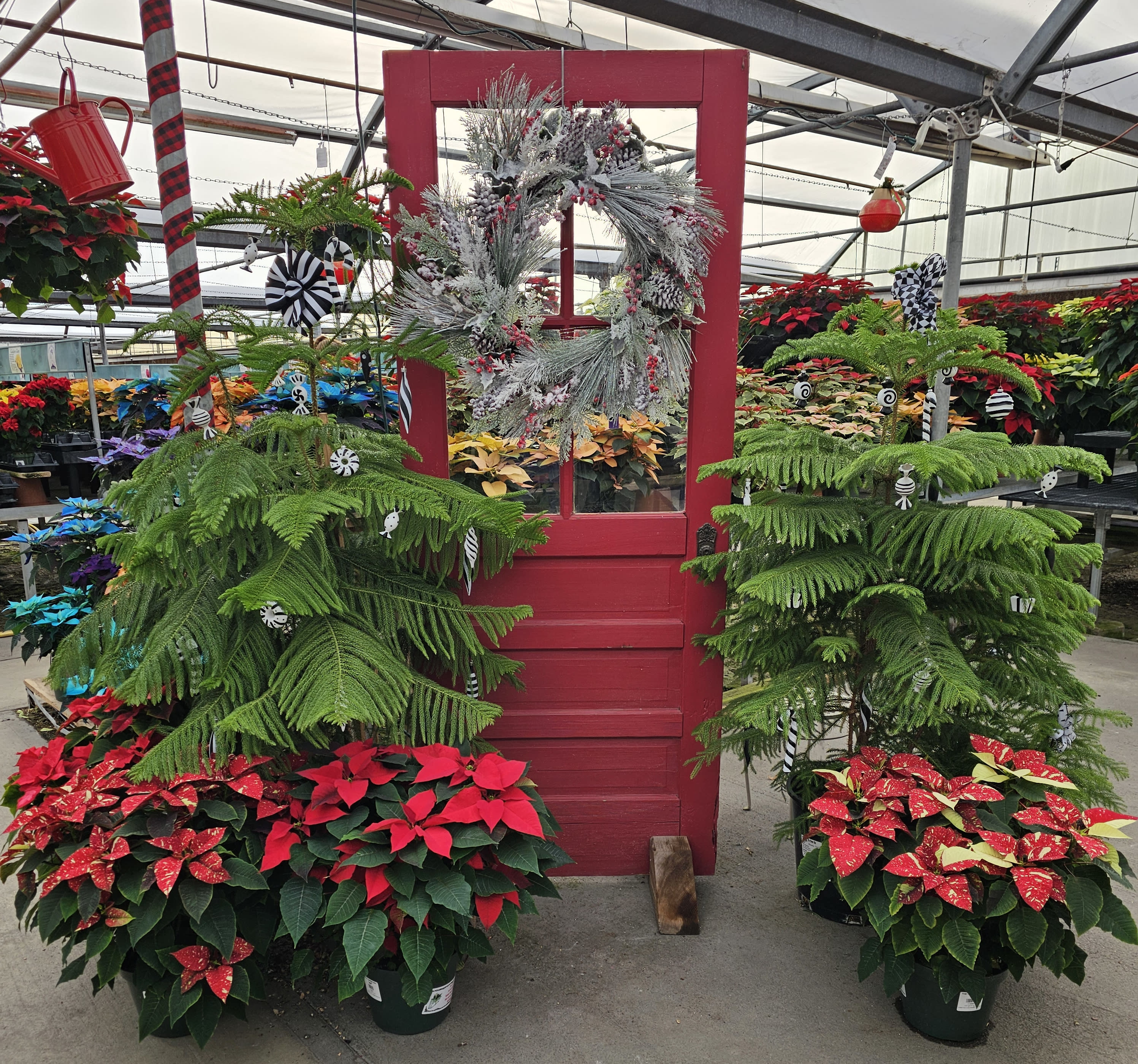 red door and legendary flower bin-grown poinsettias