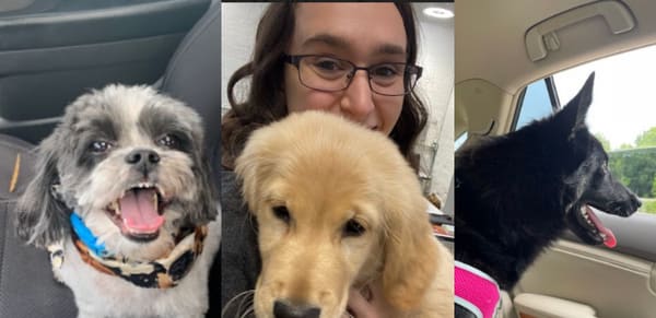 Is Affordable Pet Boarding Safe? What to Know Before You Book