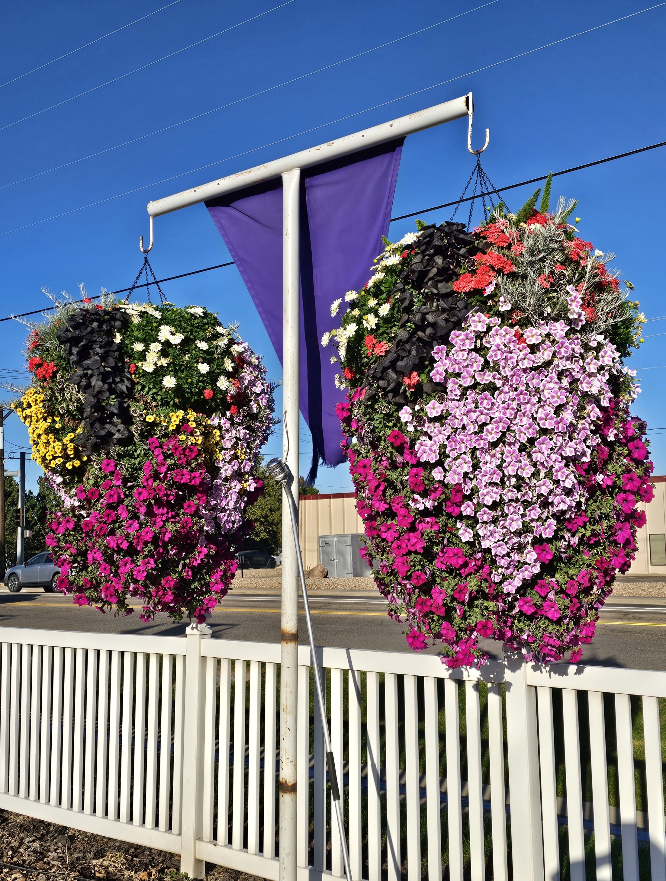 legendary hanging baskets in early October
