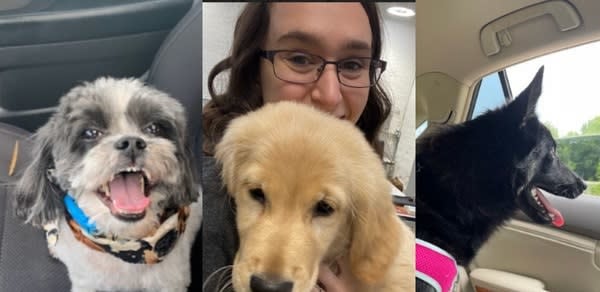 Dog Boarding Requirements, Tours, Vaccination Rules: What to Know Before You Book