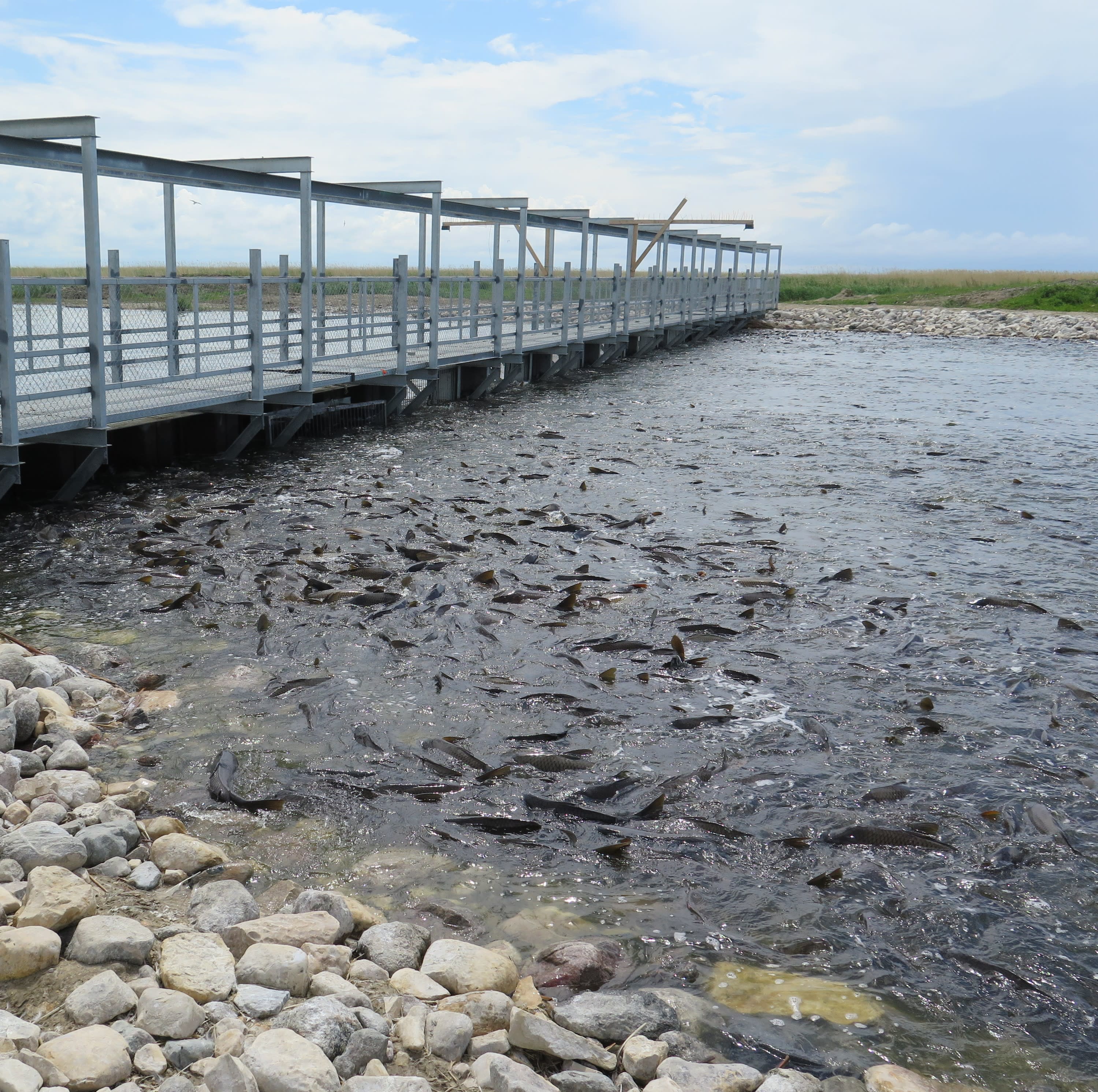 A metal structure cutting across a rocky stream teaming with fish