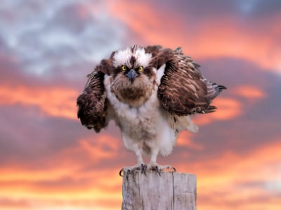 Osprey staring intently at viewer