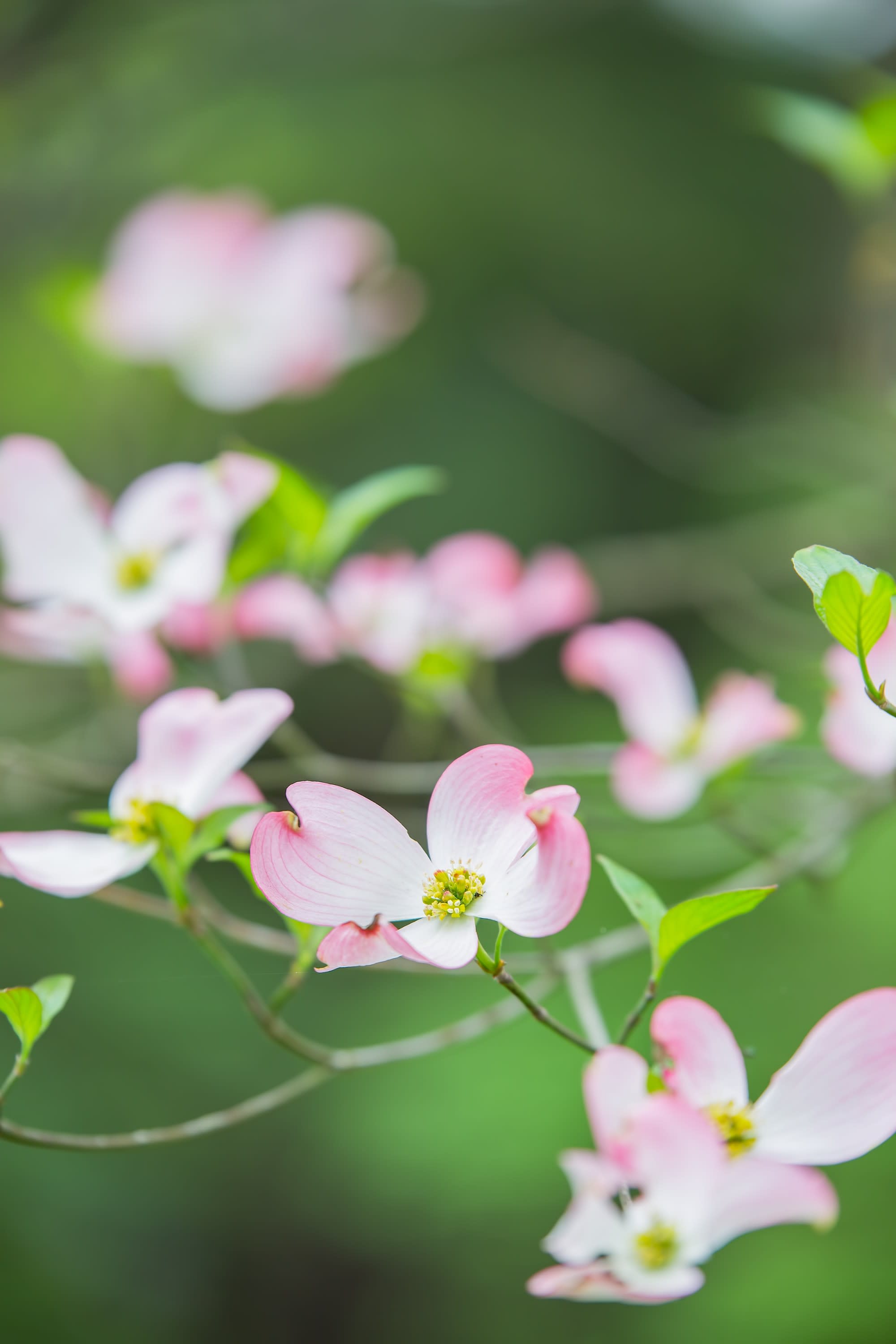 Pink Dogwood Blooms