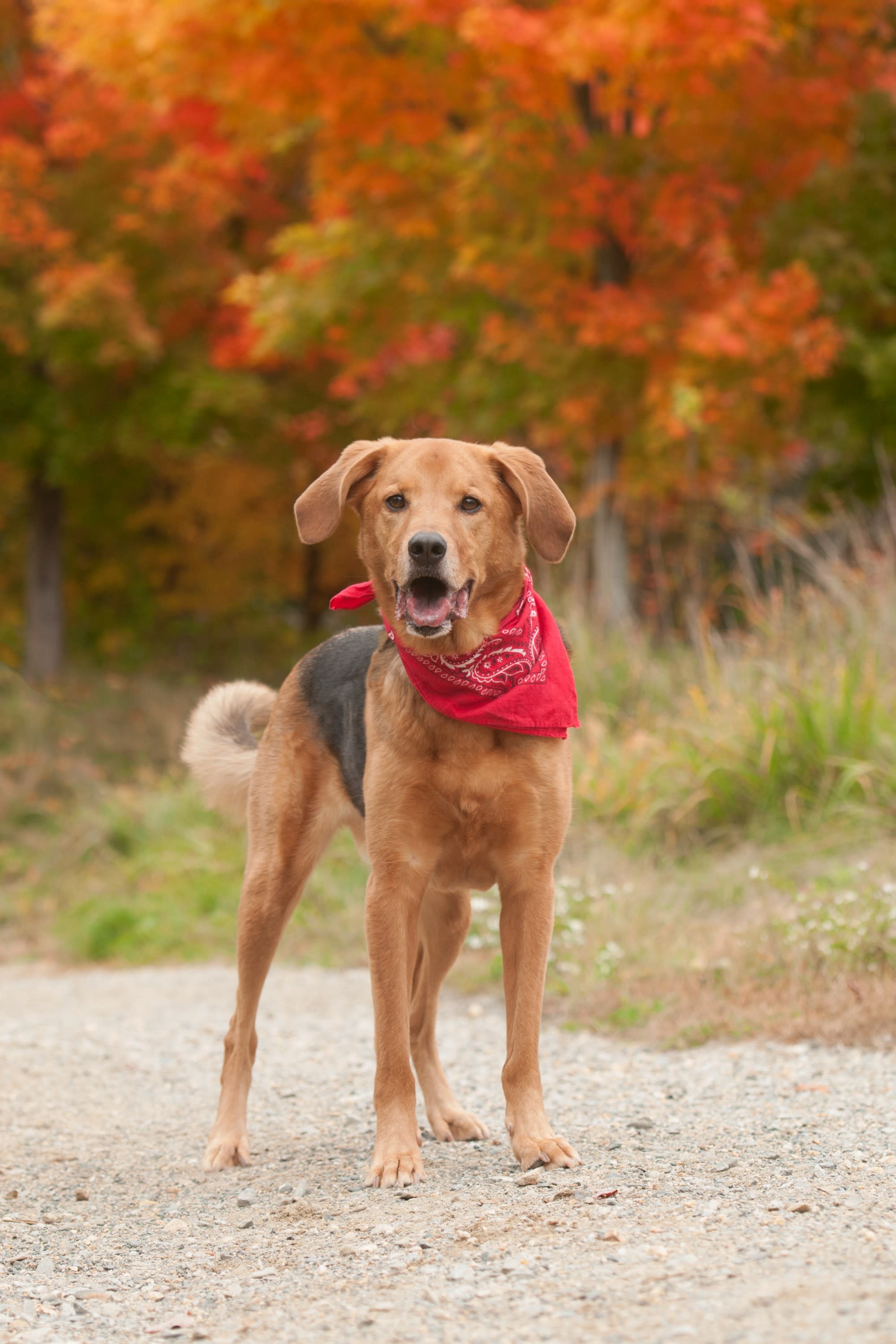 hound mix with fall foliage, Great Brook State Park