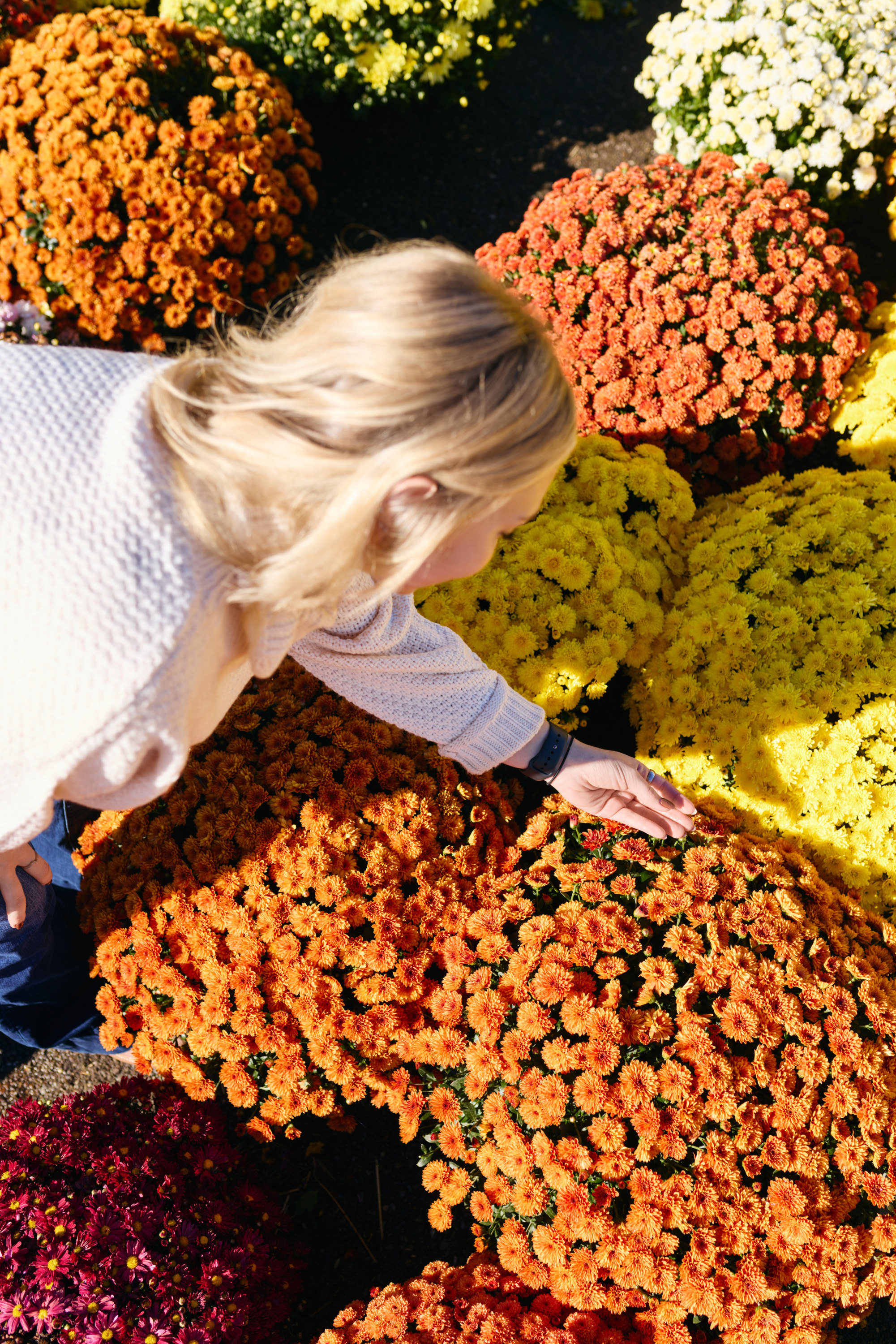 Fall mums