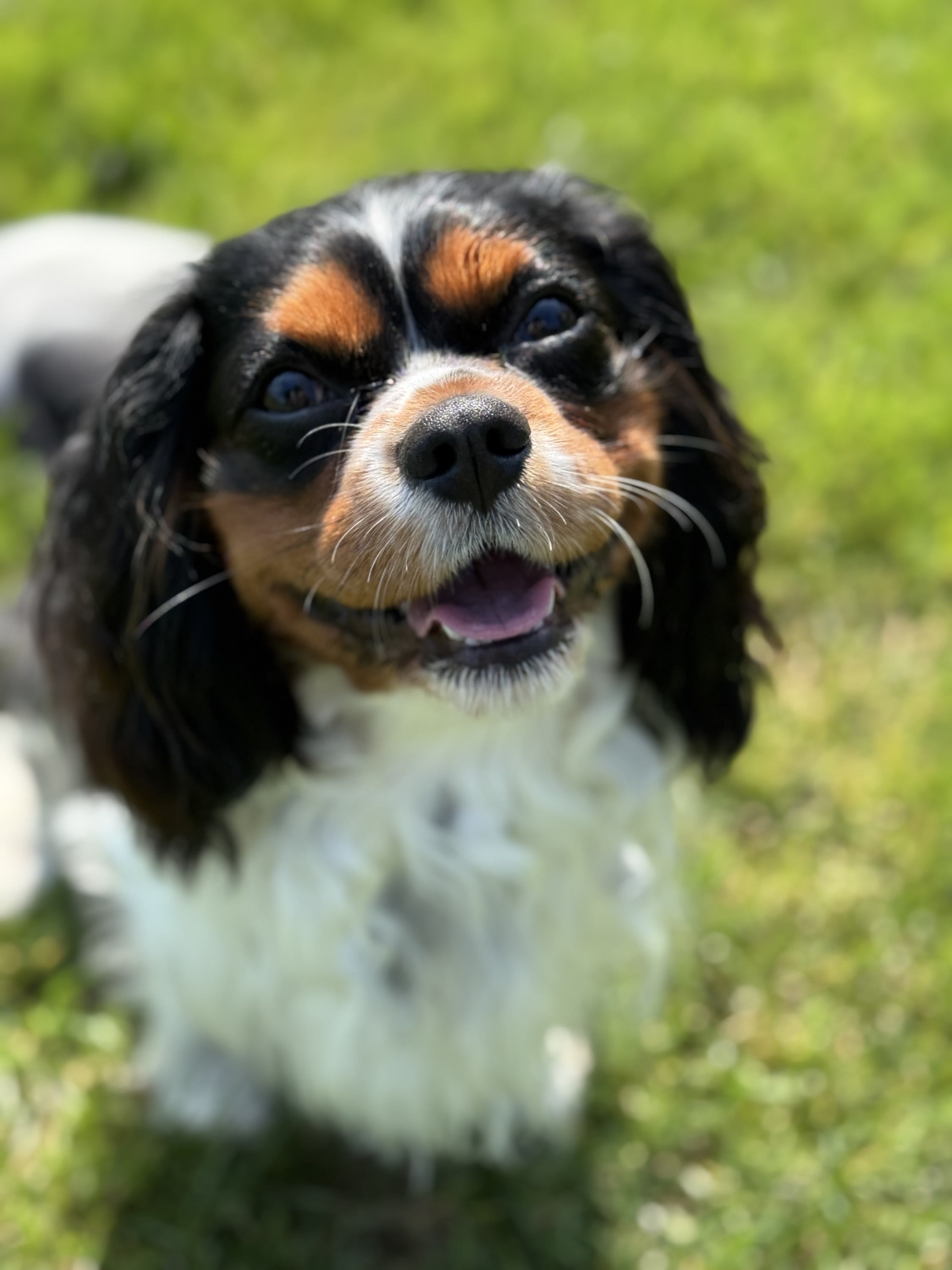 Dog Walking and Pet Sitting Mystic