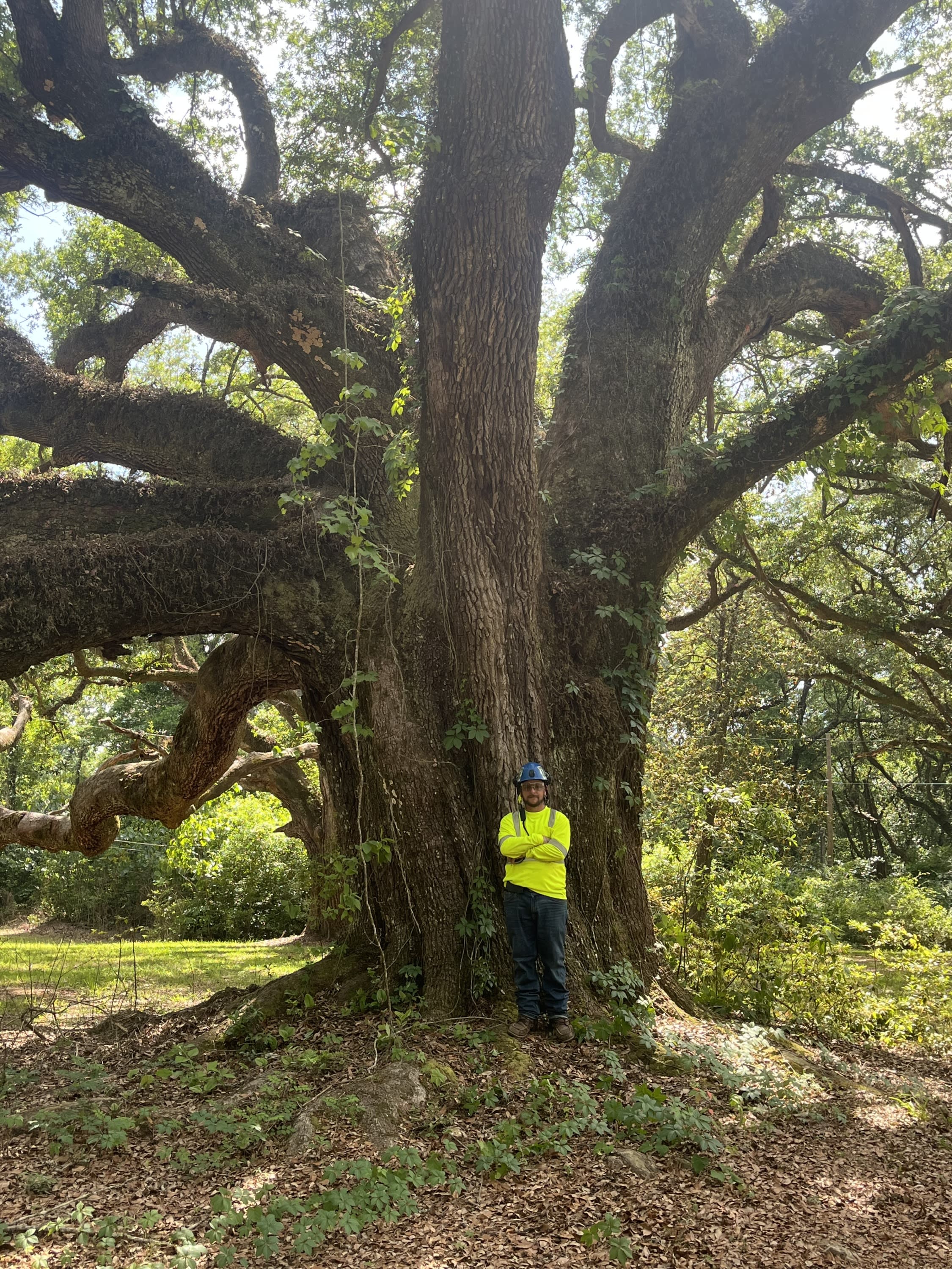 90” dbh Live Oak!!!