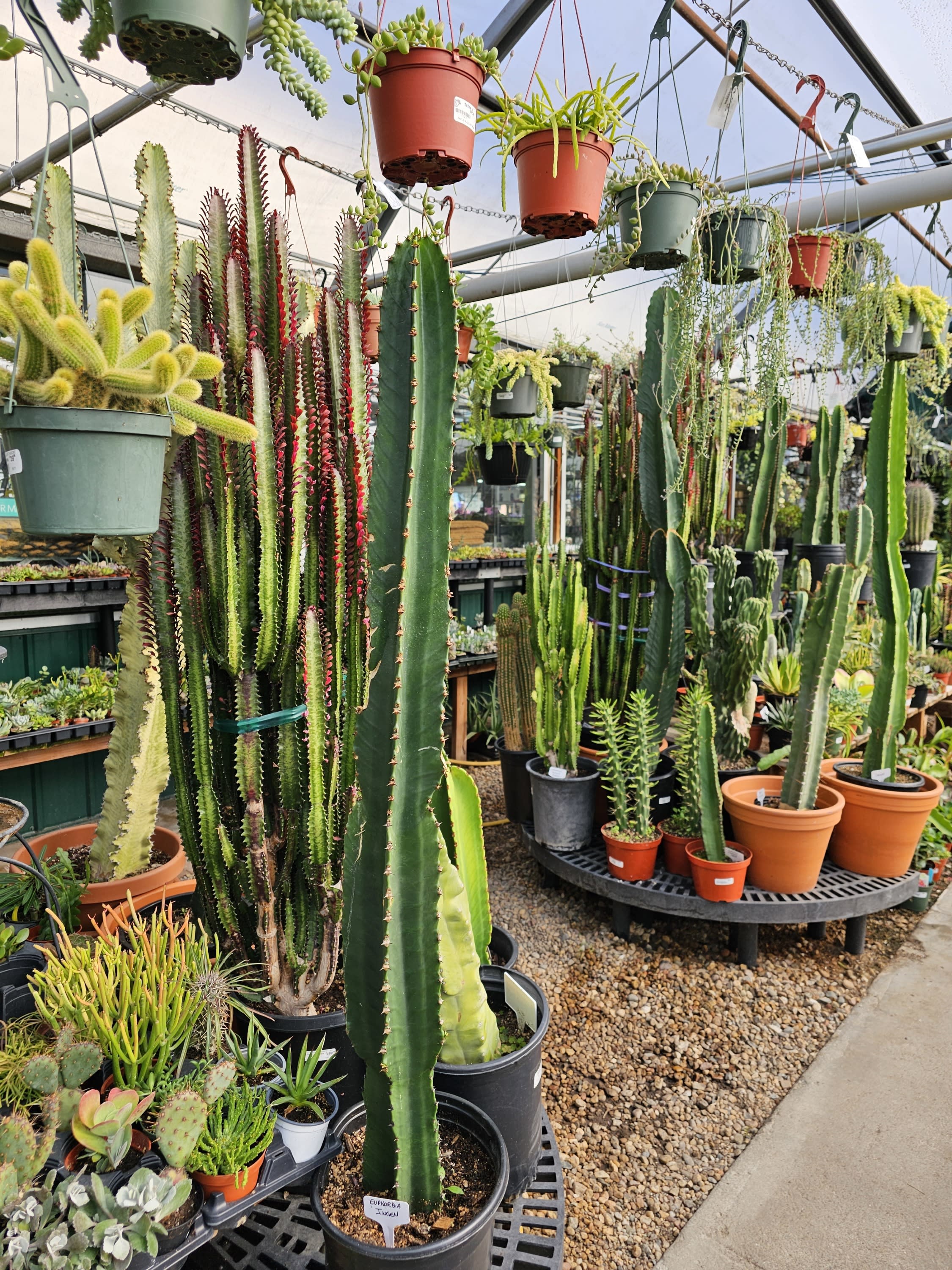 cacti and succulents in our greenhouse