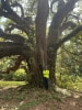 90” dbh Live Oak!!!