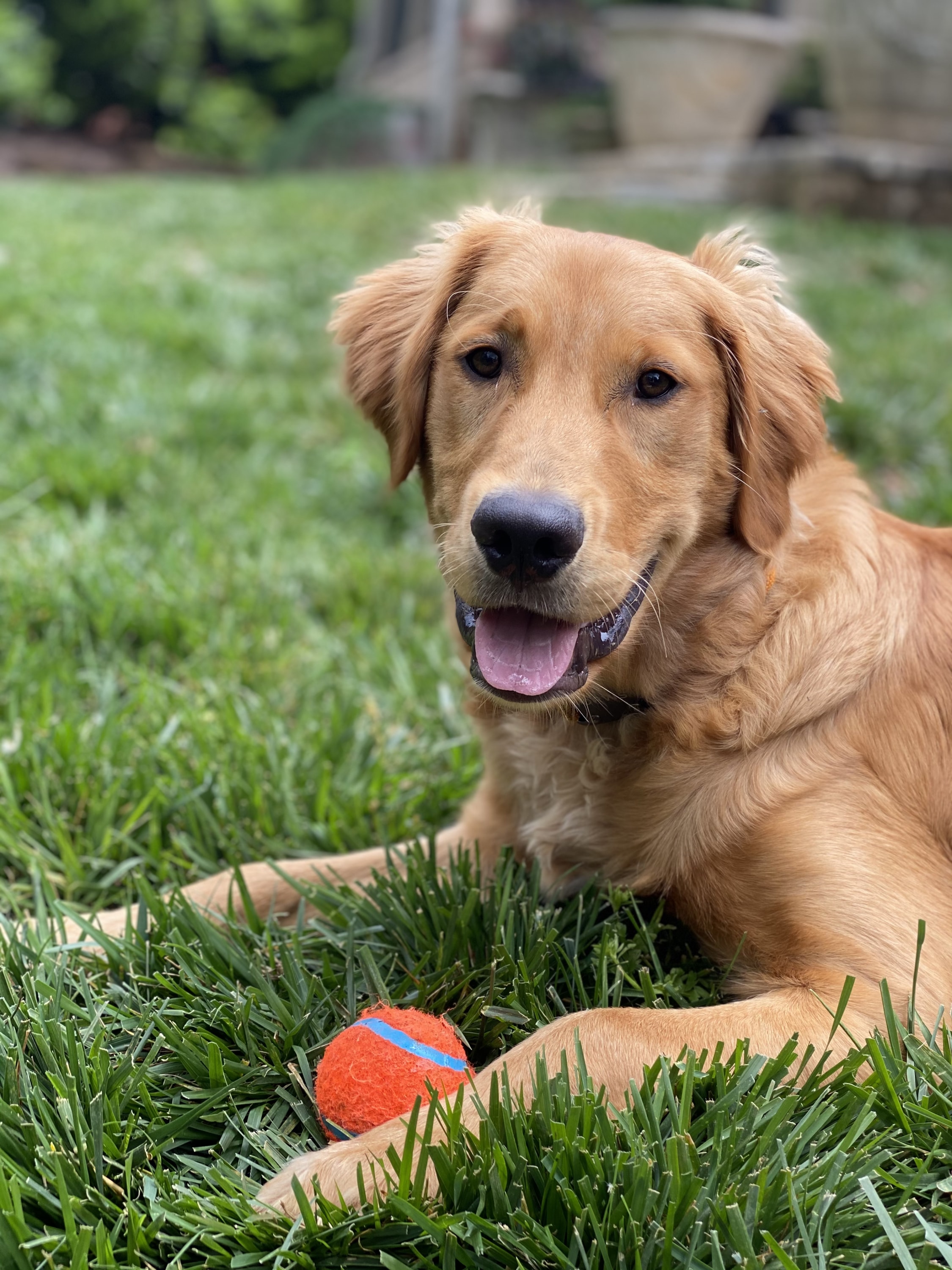 Summer Boarding Cost: How Much Does It Really Cost to Board Your Dog Per Day?
