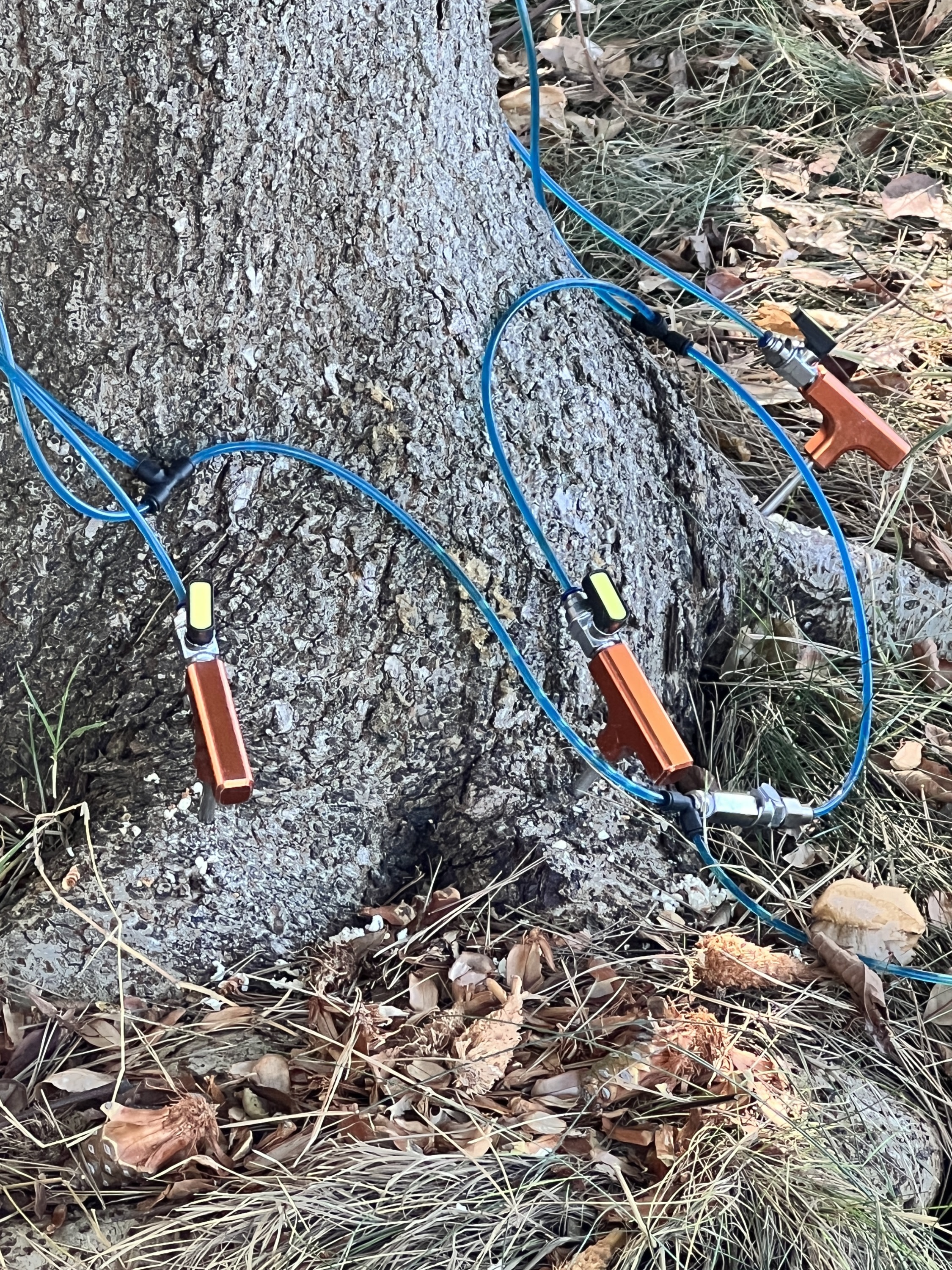 A Plus Tree