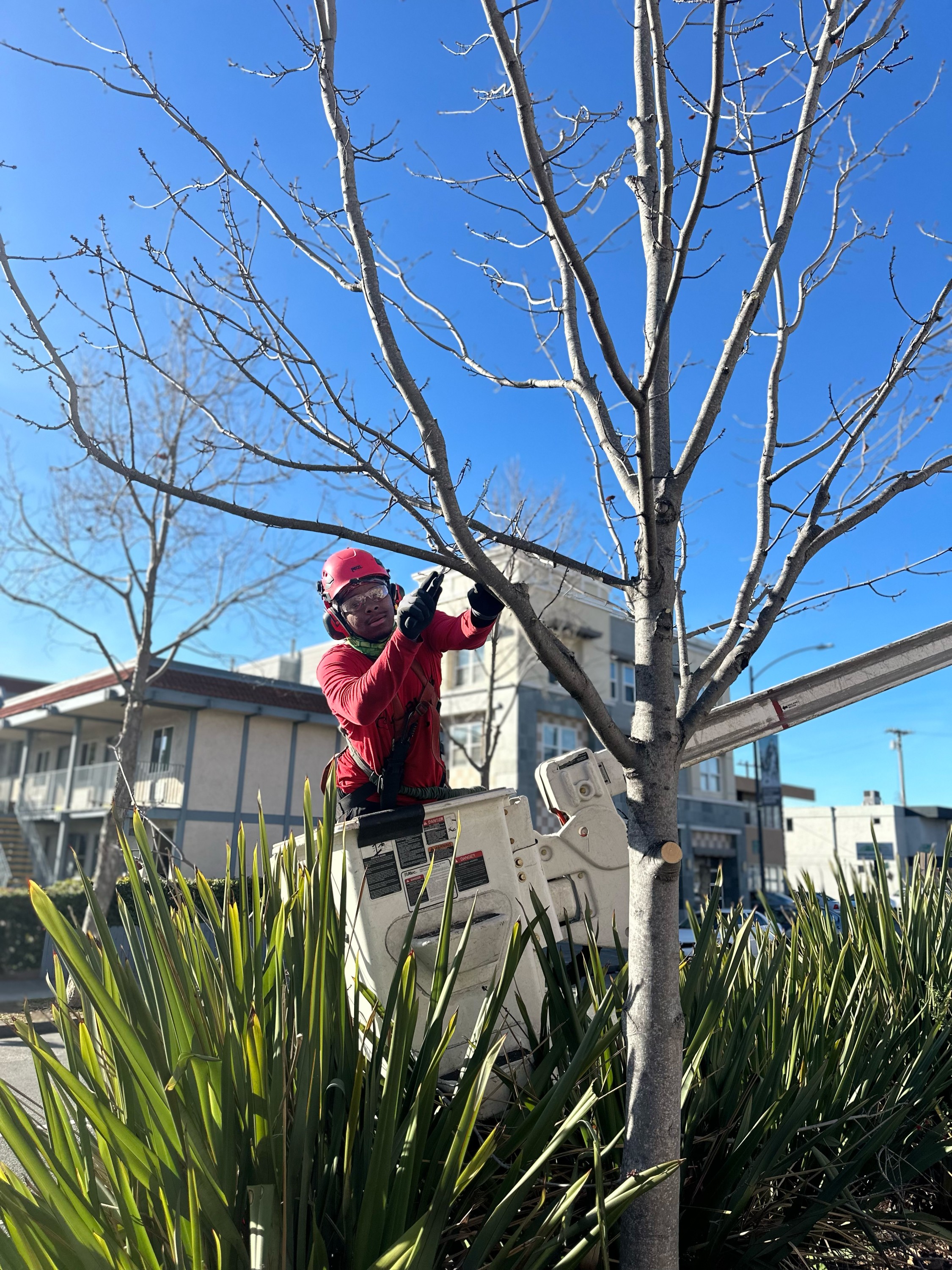 A Plus Tree