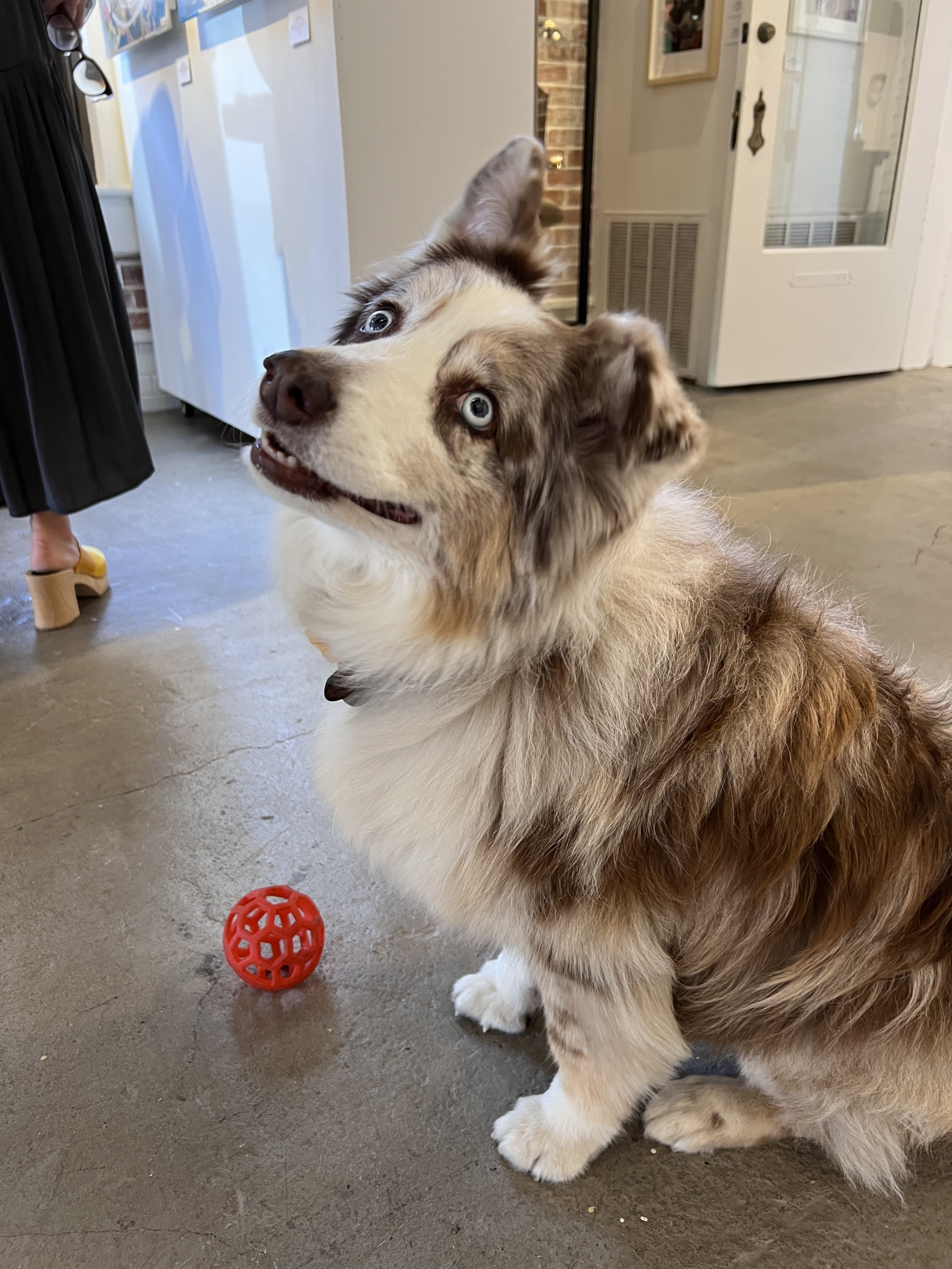 Ginger the MixHaus Gallery dog