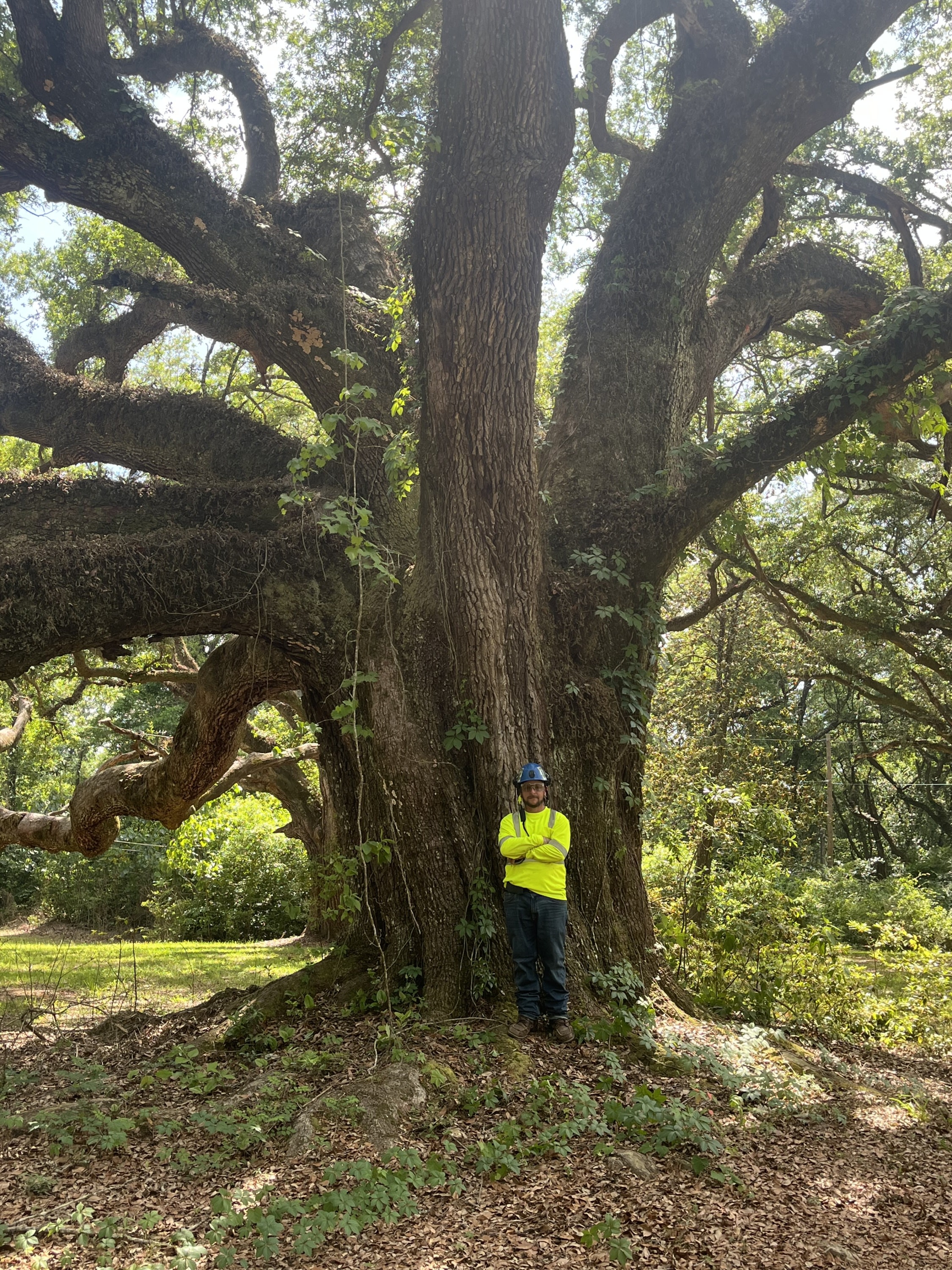 90” dbh Live Oak!!!