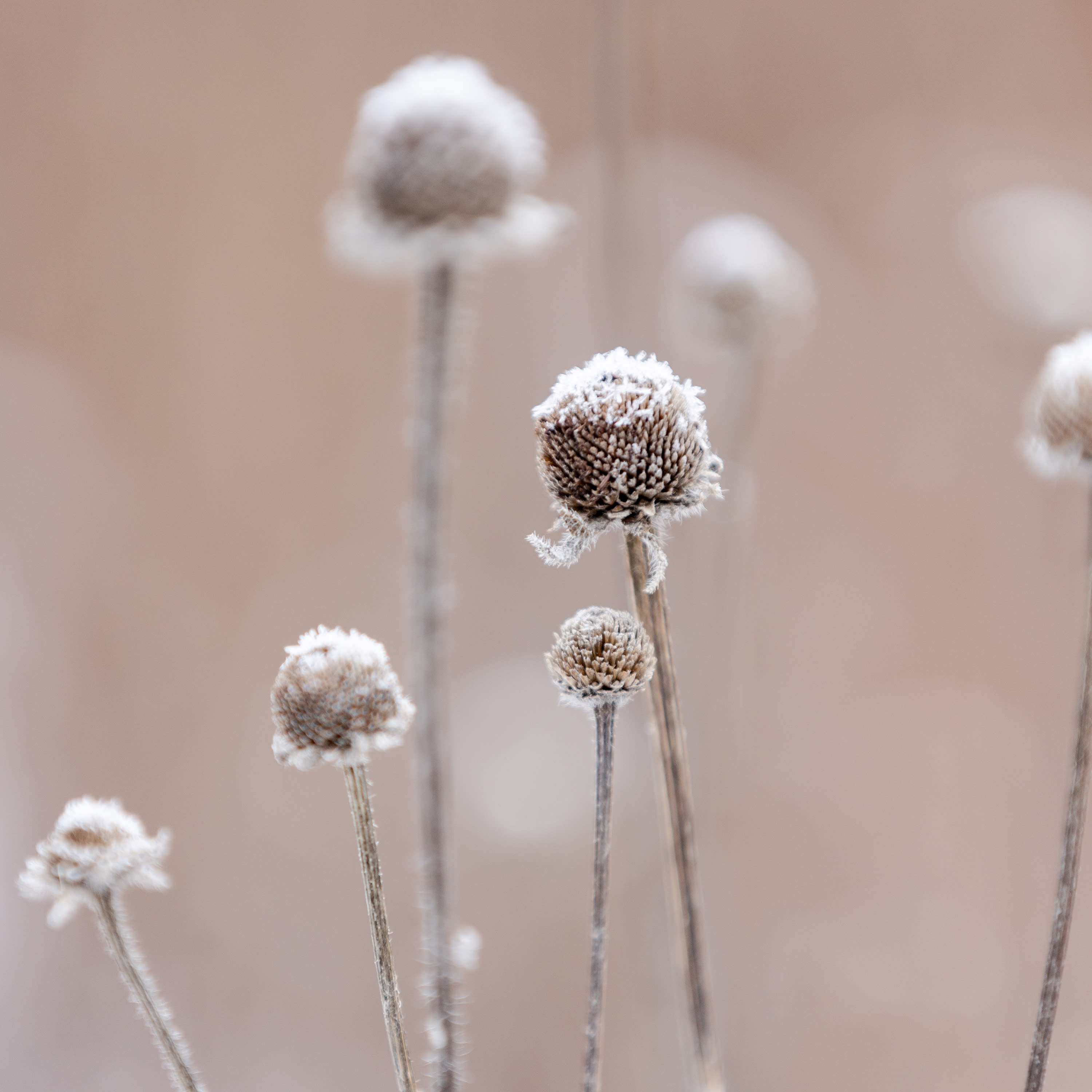 Frozen blossoms show the winter beauty of Coogan Farm's native rain gardens