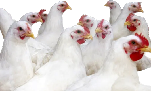 Poultry