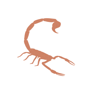 Canyon Webworks scorpion