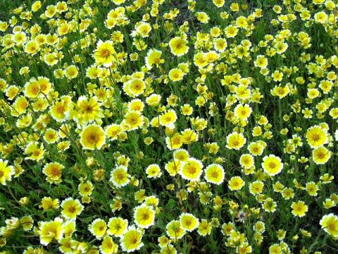 wildflower