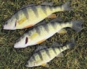millcreek perch farm