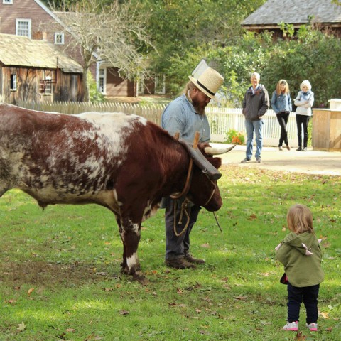 Ox Weekend