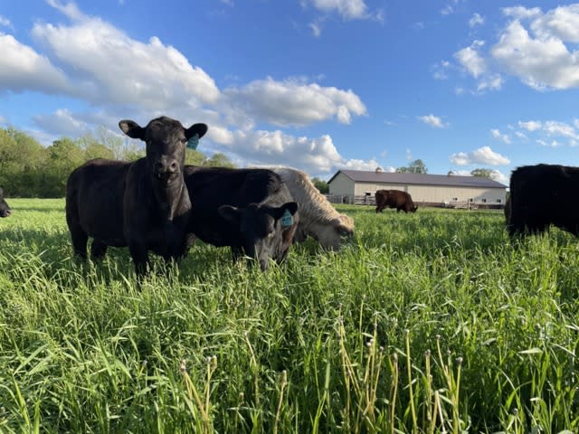 The Runamuck herd on pasture