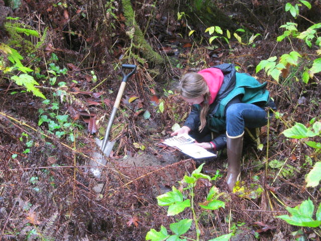 Wetland Project