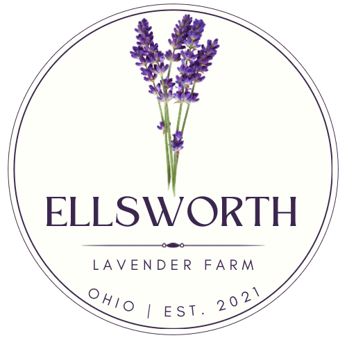 Ellsworth Lavender Farm
