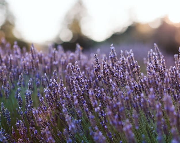 We love lavender at The Lavender Store