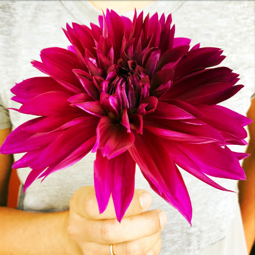 Dazzling Dahlias Workshop