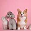 Group of dogs looking towards the camera representing pet care and veterinary services.