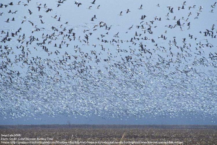 Swan Lake NWR