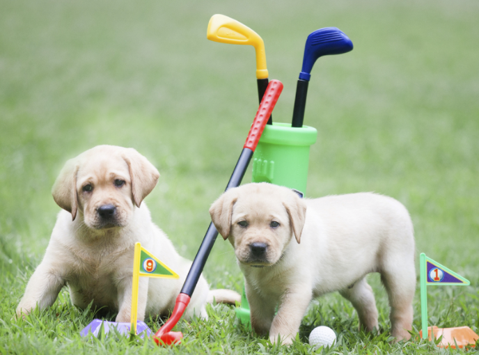 Putt for Pups