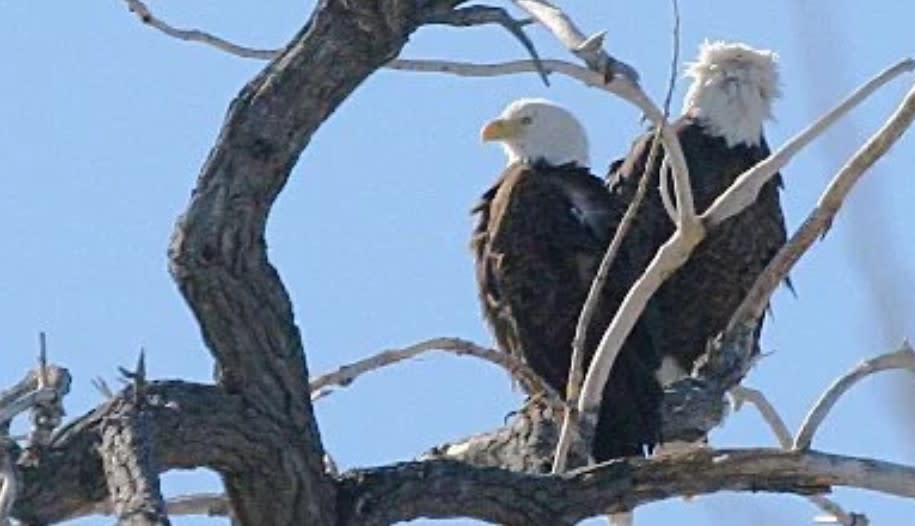 Colorado Parks and Wildlife wins grant to develop ‘augmented reality’ program for St. Vrain, nine other parks