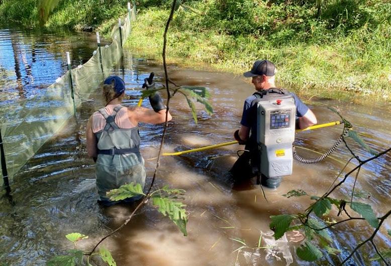 Fish Removal Project