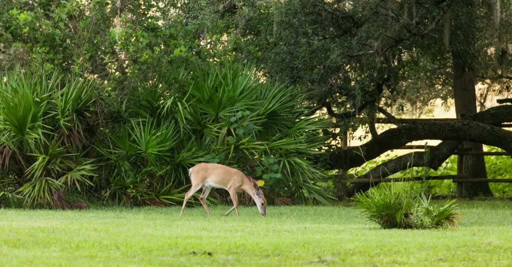 Friendly Neighbors