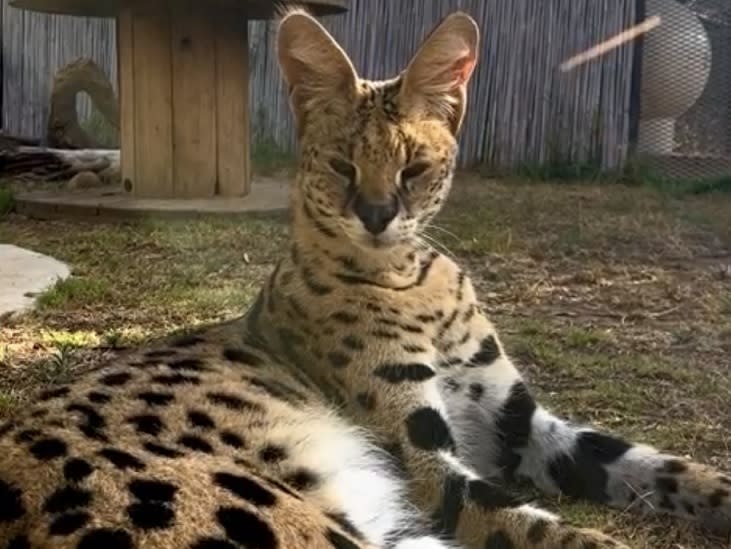 Serval