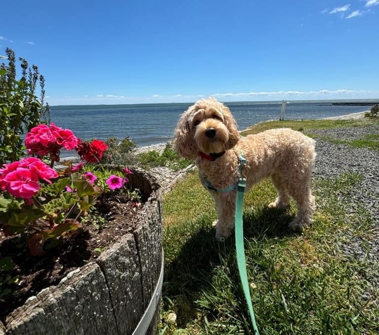 Dog Walking Dog Hiking Pet Sitting Mystic