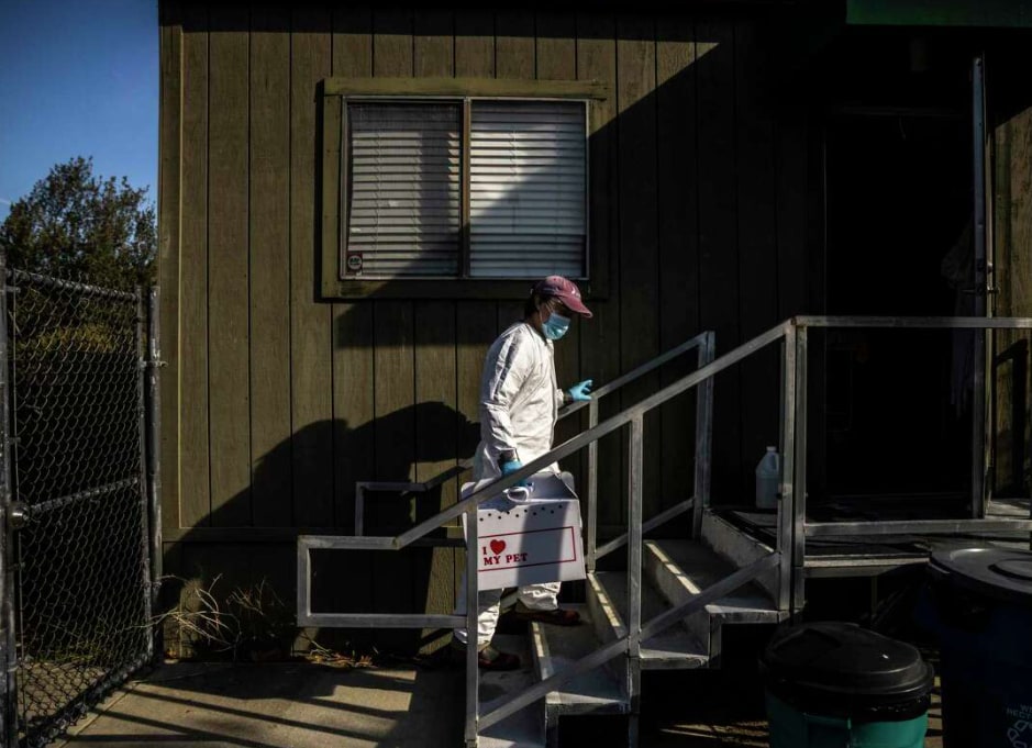Deadly new avian flu strain detected in wild mammal in California ...