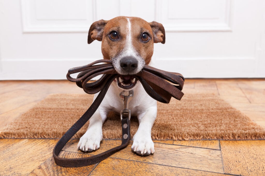 Pet Boarding Services: Ensuring Safety and Comfort for Your Animal Shelters 1
