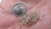 clam seed