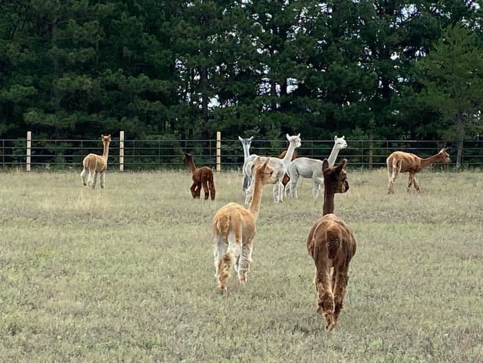 Herd of alpacas