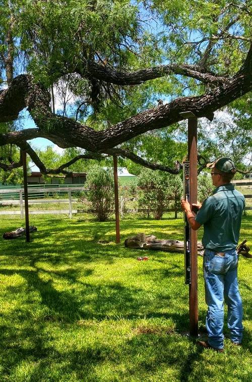 Tree Bracing and Cabling